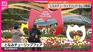 【開幕】「となみチューリップフェア」  300万本が咲き競う  富山・砺波市