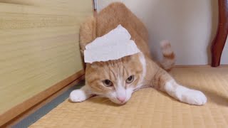 猫の頭にコロコロシートを乗せると爪切り出来ると聞いたのでやってみた