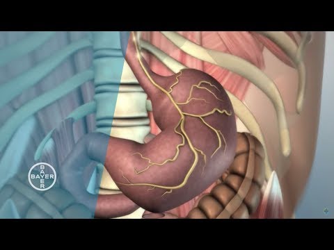 How many stomachs does a human have?