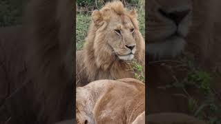 Maasai Mara Sightings Today 17/09/21 (Lions, Serval, Hippo, etc) | Zebra Plains | #Wildlife