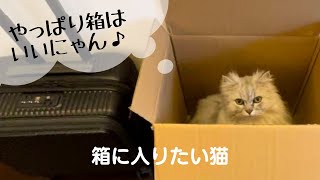 箱に入りたい猫【猫品種ラガマフィン】