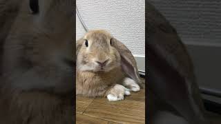 うさぎ(名モナカ) 部屋散歩中！　休憩してる