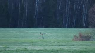 Ilvese rünnak Lahemaal / Lynx attack