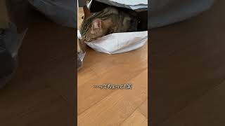 油断も隙も与えてくれないネコ【アメショのほっけ】 #猫