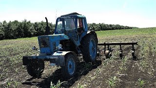 Продолжаем культивировать кукурузу на мтз-80 /Moldova