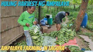 HULING HARVEST NG AMPALAYA SA FARM