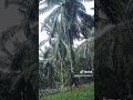 Hari ini panen sawit pokok tinggi