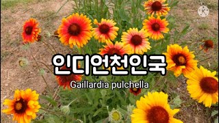 인디언천인국 (Gaillardia pulchella)