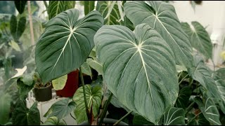 ［ 大麥克蔓綠絨 Philodendron dean mcdowell ］- PIBI GARDEN植物圖鑑011