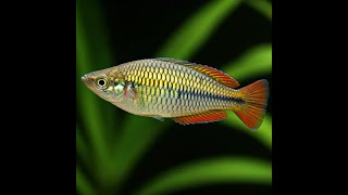 Reproduction in Three Species of Rainbowfish: A Deep Dive