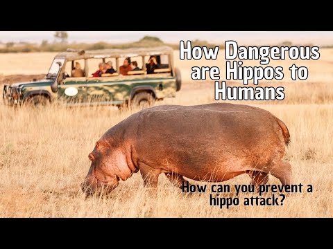 Are hippos mean to humans?