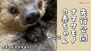 先行公開‼フタユビナマケモノの赤ちゃん / Baby two-toed sloth