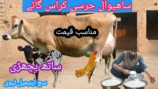 03466152628| jersey cow | jersey sahiwal crossbreed | sahiwal jersey mix | sahiwal gay| cow