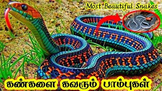 Most beautiful snakes !!😱 / மிகவும் அழகான பாம்புகள் / #snake #beautiful #top10 #unbeliev