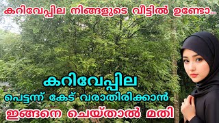 കറിവേപ്പില വീട്ടിൽ ഉണ്ടോ, പെട്ടന്ന് കേട് വരാതിരിക്കാൻ ഇങ്ങനെ ചെയ്താൽ മതി#kariveppila#karileaf