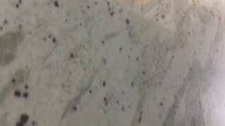 White Granite Andromeda White 1-1/4” Thick Slabs Ready For Your Wholesale and Countertop Project