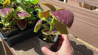 Pinching coleus plants