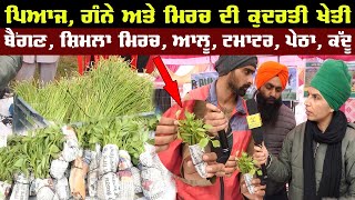 ਪਿਆਜ , ਗੰਨੇ ਅਤੇ ਮਿਰਚ ਦੀ ਕੁਦਰਤੀ ਖੇਤੀ | Pyaj Di Paniri  | Organic Farming in india