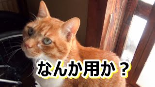 外が気になるのかそうでもないのかよくわからない猫さん【侵入した野良仔猫】～家猫修行中～