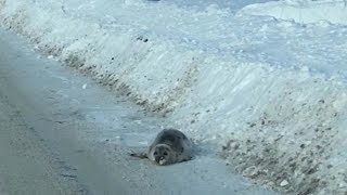 Small Newfoundland town dealing with invasion of seals