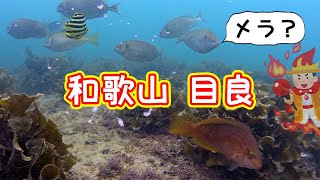 【釣り場紹介】和歌山県  田辺市【目良】アジ、グレ、アオリイカ等が釣れるポイント　水中映像有り