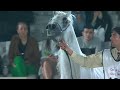 N 125 LAMY AL SHAQAB   4th Souq Waqif International Arabian Horse Show 2023   Stallions 4 to 6 Years