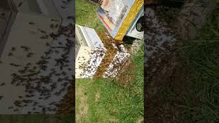 Summer 2024 bees are thinking of swarming, got to find the Queen, fast!