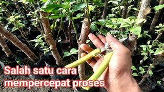 Perawatan STEK :fokus Tunas terpilih biar cepat