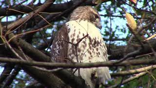 Bronx Hawk Enjoys the Fall