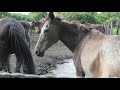 retajao. monturas y remontas. con el tema yo tengo el alma llanera de julio pantoja. los llanos.