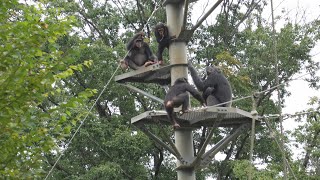 スーパープラム　こりゃすげー　多摩動物公園　チンパンジー　202410