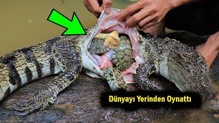 Bakın Bu Timsahın İçinden Ne Çıktı! Bütün Dünyayı Yerinden Oynattı