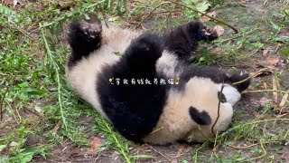 230924 渝爱_今日第二份的可爱～重庆动物园 大熊猫