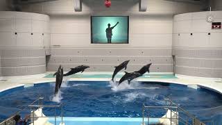 【鹿児島県】いおワールド鹿児島水族館② いるかはシルエットの指示が分かるのか Kagoshima city Aquarium 2022/03