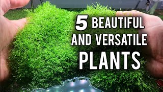 The Best Aquarium Carpeting Plants For Any Skill Level