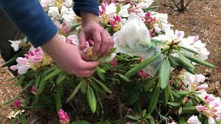 Rhododendron Hybridization at the David G. Leach Research Station