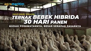 Awalnya Coba-coba dan Ditolak Warga, Kini Sukses Ternak Ribuan Bebek Tanpa Bau dan Becek !!!