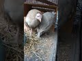 red eyed cinnamon and lavender guinea fowl keets