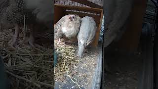 Red eyed cinnamon and lavender guinea fowl keets