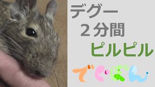 【デグー】癒しの鳴き声「ピルピル」　デグーのぽん2 00052