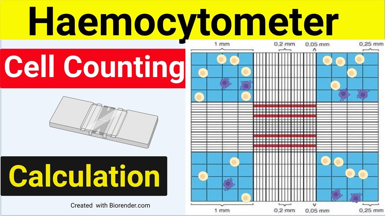 Hemocytometer: Types, Design, Parts, And Procedure For Cell, 56% OFF