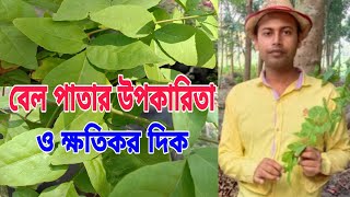 বেল পাতার রস খেলে কি হয় | বেল পাতার উপকারিতা | বেল পাতার উপকারিতা ও অপকারিতা | বেল পাতার রসের উপকার