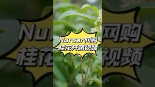 开箱视频｜Nurcar网购桂花开箱 #garden #gardening #osmanthus #plants #unboxing