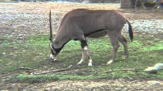 臺北市立動物園_非洲動物區_直角羚羊Beisa_03