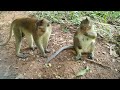 Wild monkey in Mohanokor troop feeding some food LVDO017