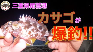 【三重県尾鷲港で夜釣り】カサゴ\u0026○魚が爆釣!! in三重県尾鷲港