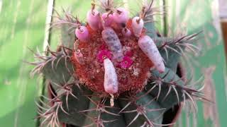 เมโลแคคตัส ติดฝักเองโดยไม่ต้องผสมเกสรจริงๆ ด้วย Melocactus