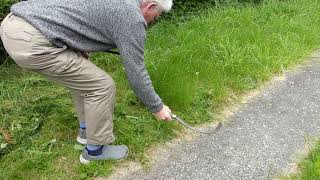 Using a sickle to cut grass.