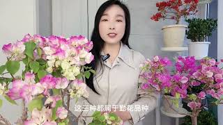 樱字类三角梅漳红樱，广红樱，绿樱，开花勤花色靓，易造型