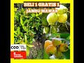 Bibit Jambu Mawar - #jambu #bibitjambu #bibitjambumawar